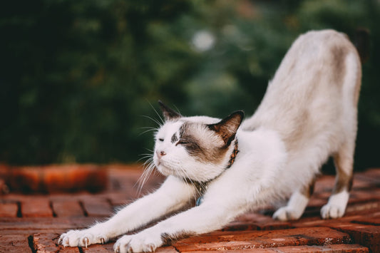 Cat stretching for blog about doing yoga with your cats